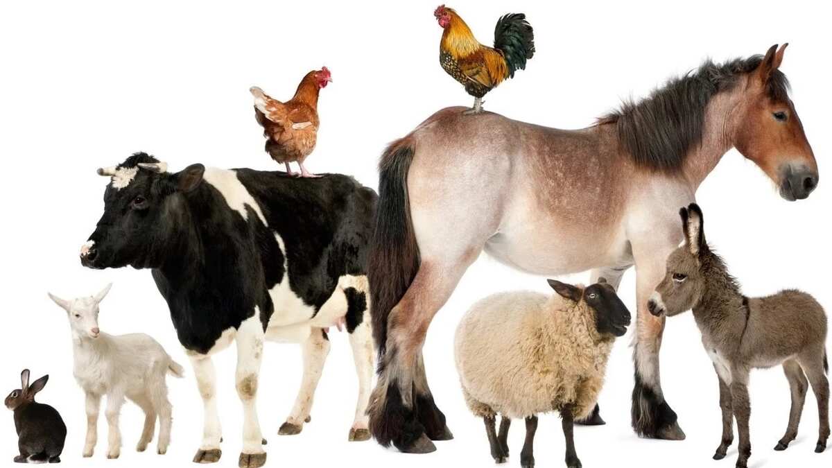 Classification Of Farm Animals Based On Their Uses Legit ng