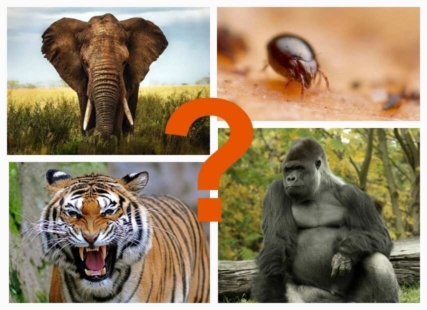 Top 5 Strongest Animals in the Jungle (Facts & Pictures) 