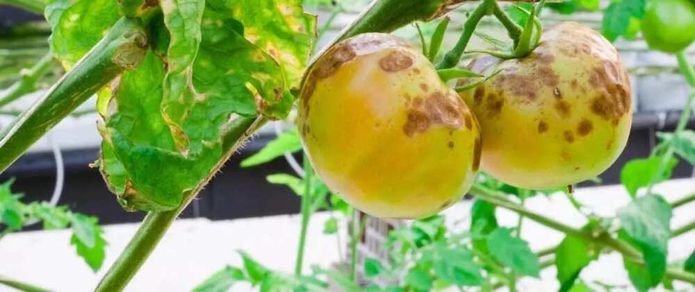 Fungal diseases Fungal diseases