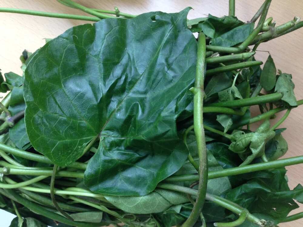 Utazi leaf and fertility: What is the effect? Utazi leaf and fertility: What is the effect?