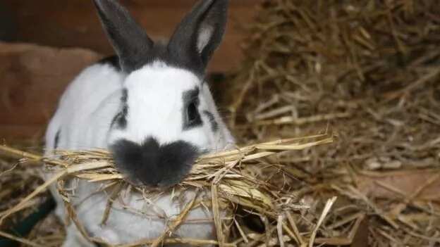 Prospect of livestock farming in Nigeria: rabbit farming