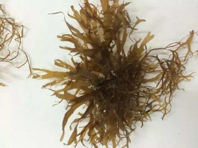 Seaweeds