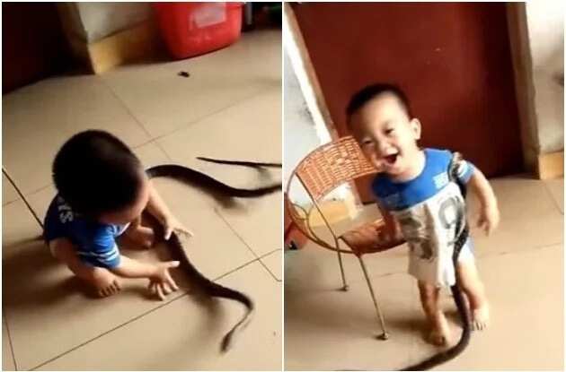 Meet 2-year-old baby boy who plays with a snake (photos, video)