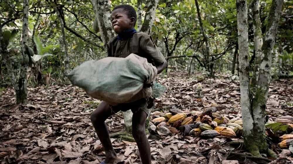 Child on the plantation Child on the plantation