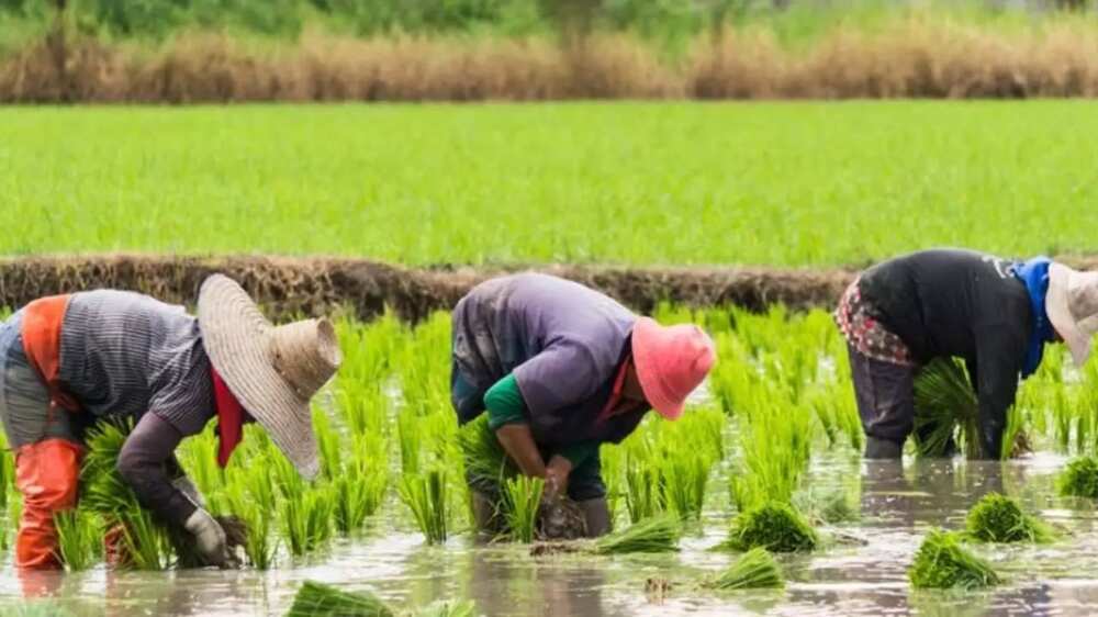 planting rice