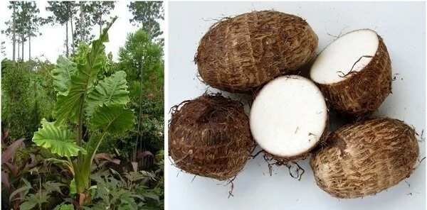 Health benefits of cocoyam leaves