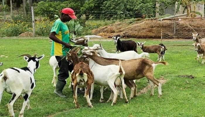 Goat farming in Nigeria