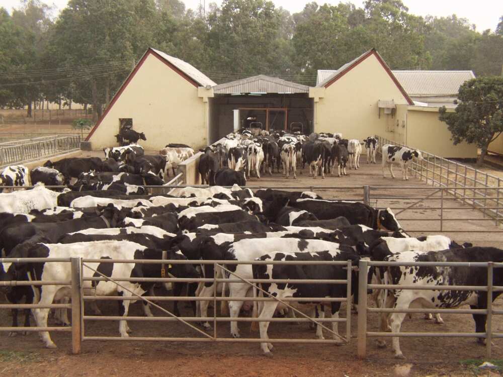 Dairy farm