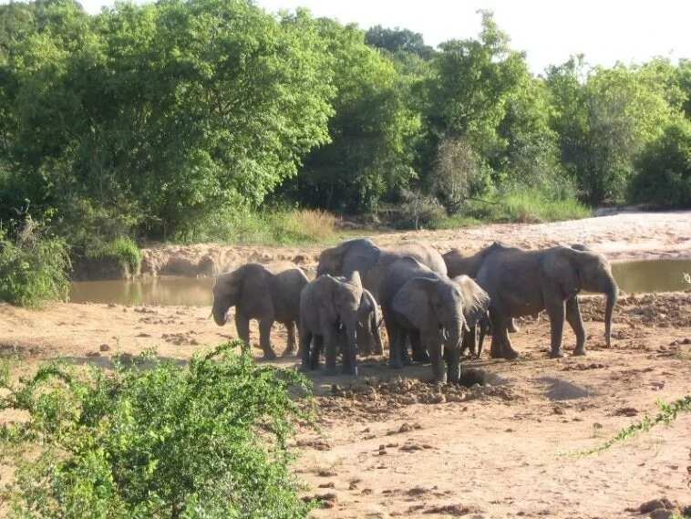Kamuku national park elephants