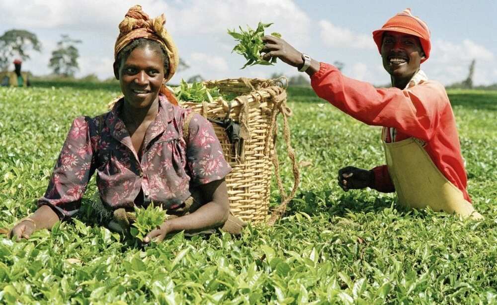 What are main agricultural products in Nigeria?