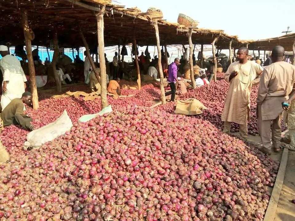 Biggest onion market in Nigeria