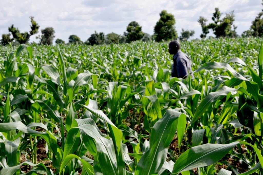 Top 100 Agriculture Companies In Nigeria