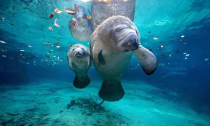 manatee endangered manatees andaman peixe mammals dugong extinction hoax platypus legit nicobar territorial duckbill herbivore phuket compartilhe