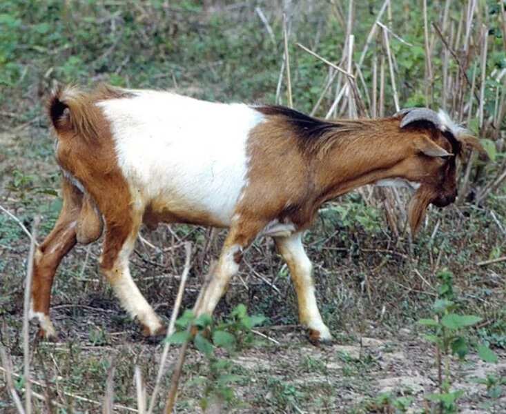 African Dwarf Goats