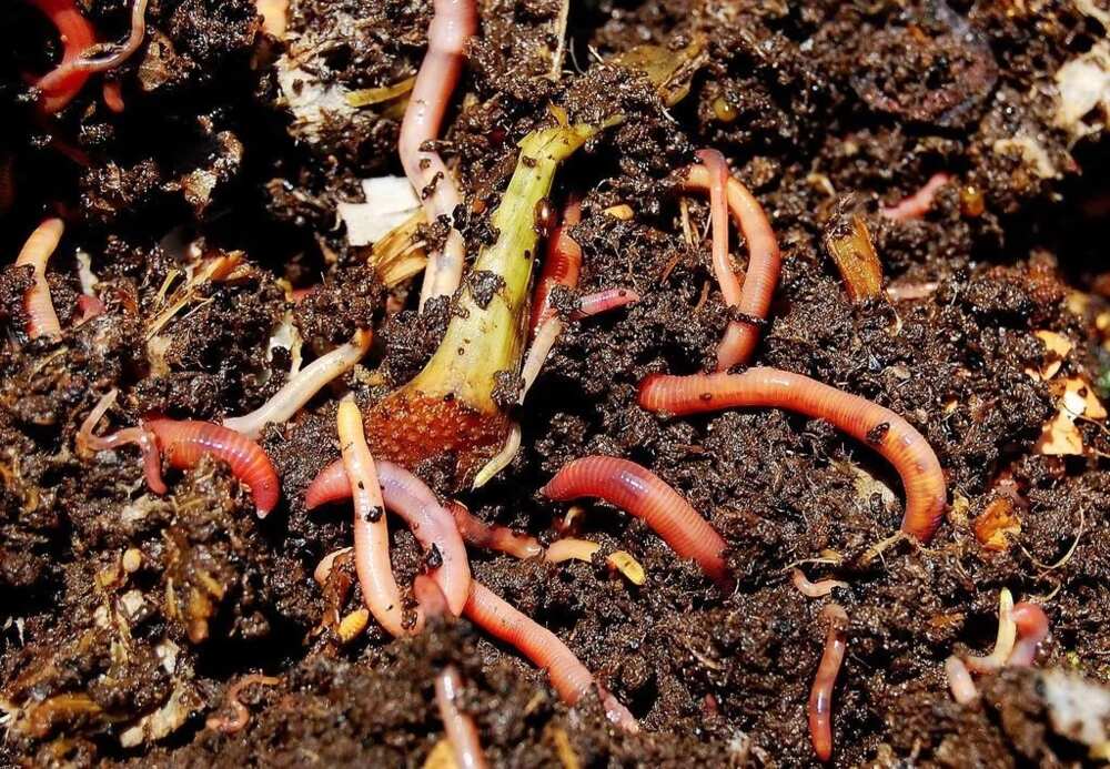 Vermicompost Vermicompost