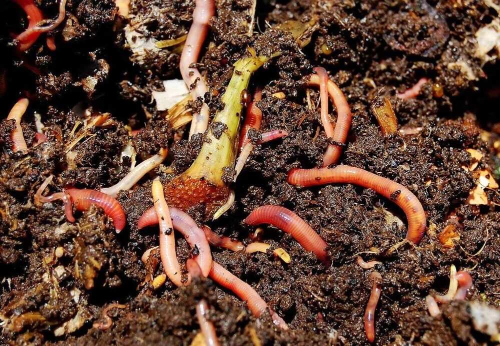 This is What Happens When You Put Earthworm in Your garden soil