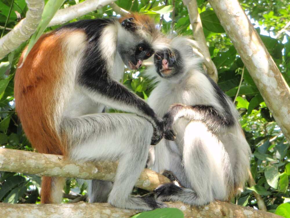 6. Ngel Nyaki Forest Reserve 6. Ngel Nyaki Forest Reserve