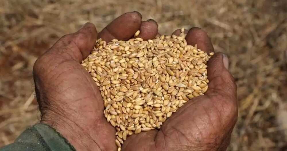 Wheat planting in Nigeria