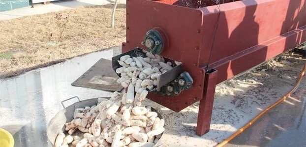 Cassava production