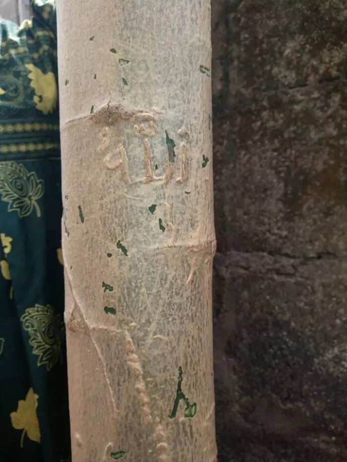 Residents Of Ijegun Screamed After ‘Allahu’ Appears On A Pawpaw Tree (Photos & Video)