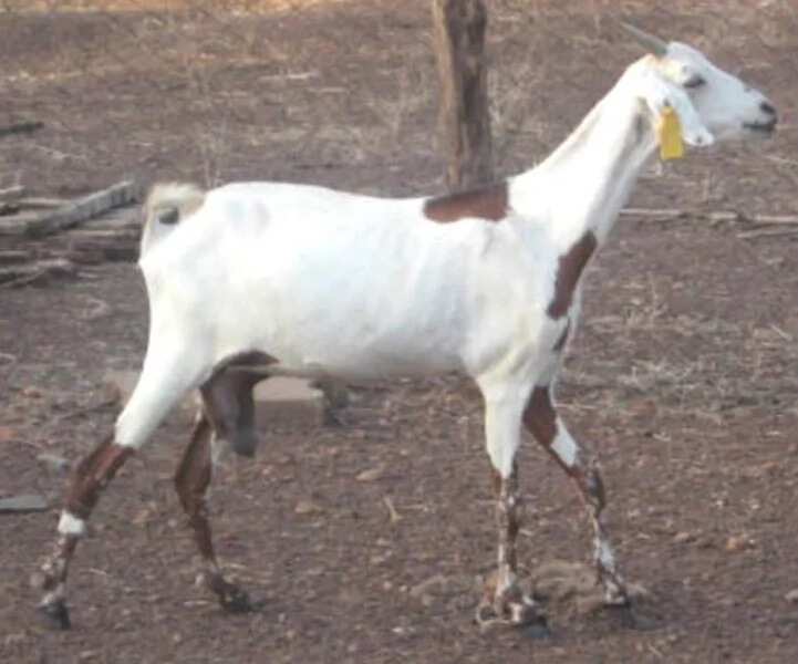 Sahelian Goats
