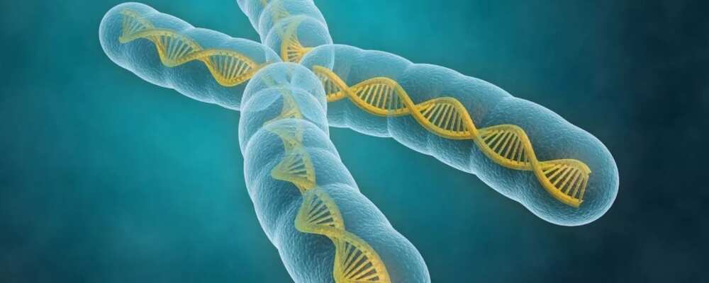 what are the symptoms of ss genotype