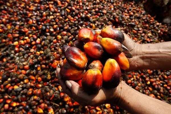 Palm oil