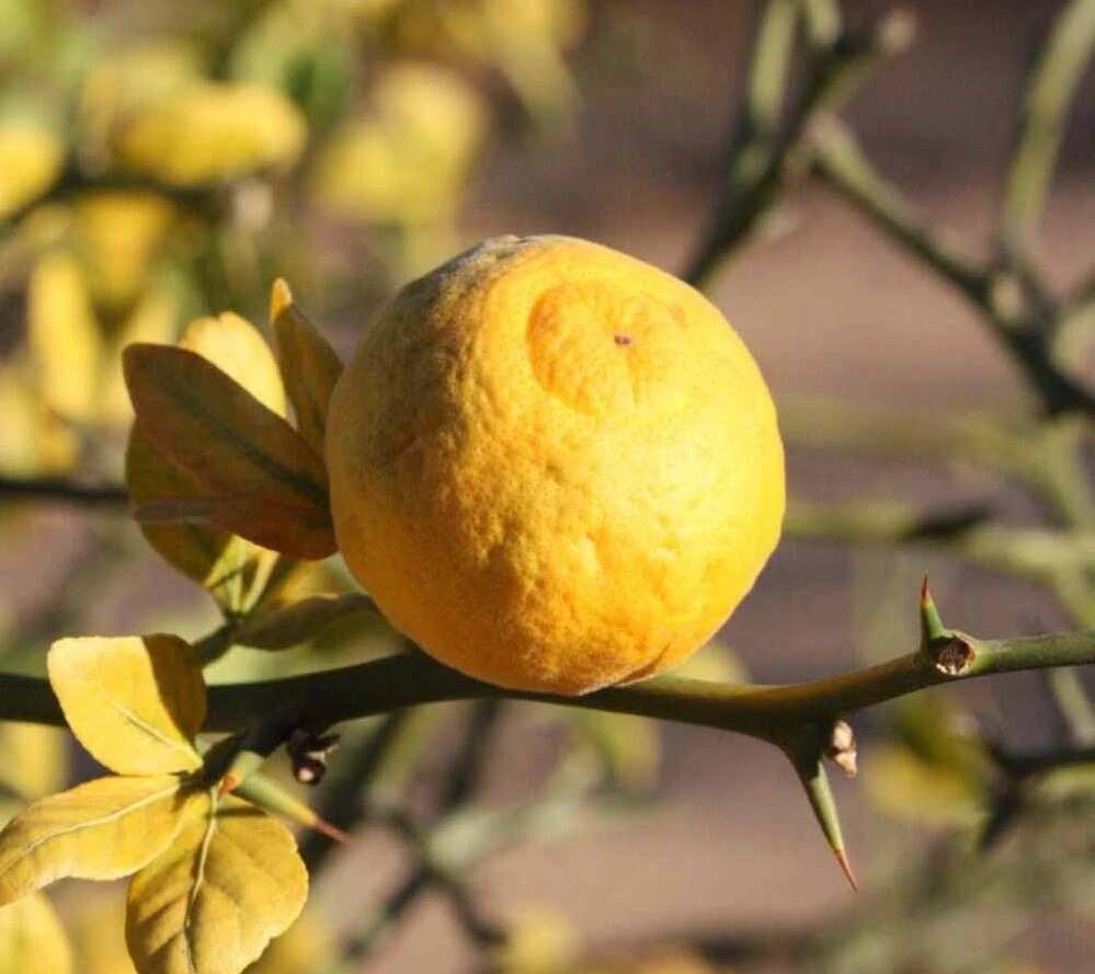 rubidoux orange