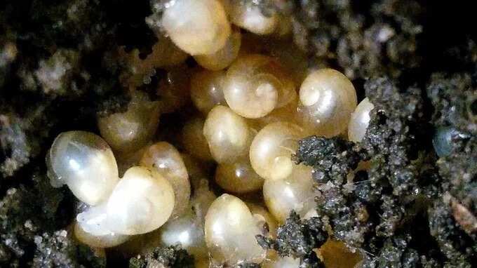 snail eggs in soil