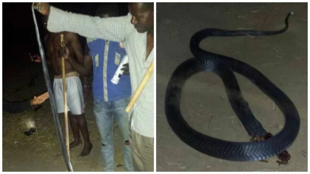 Corp members kill, cuts off head of long cobra found at their lodge (photos)