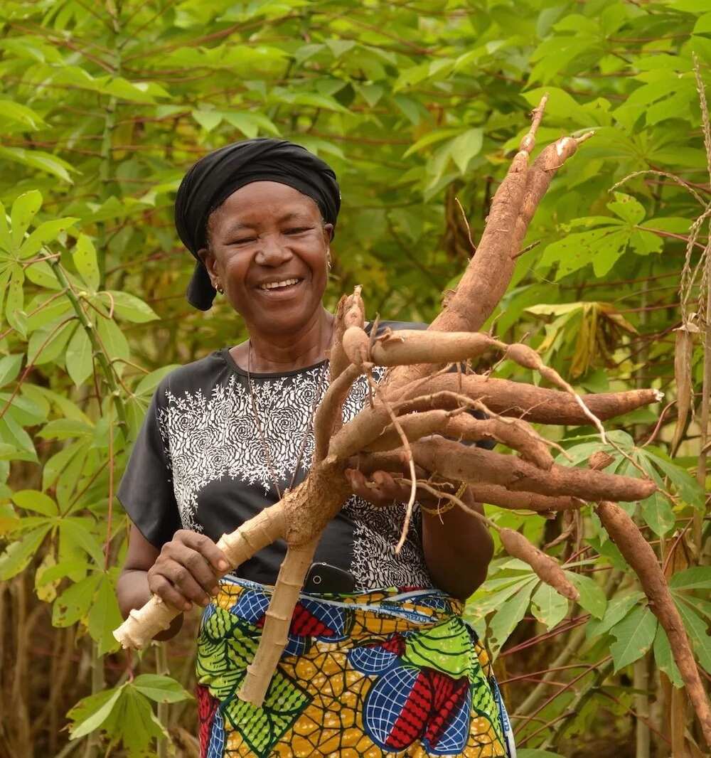 The main agricultural products in Nigeria: cassava