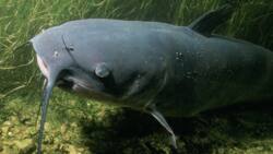 Farming tips: How to make catfish grow faster?