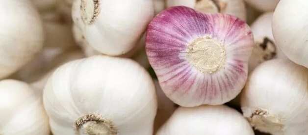 garlic side effects
