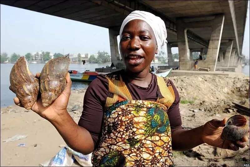 Snail business in Nigeria