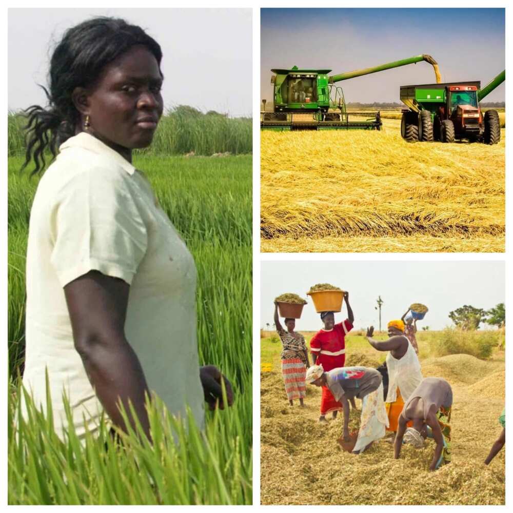 Nigeria rice production statistics