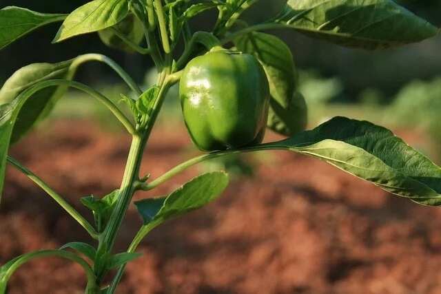 Pepper cultivation problems