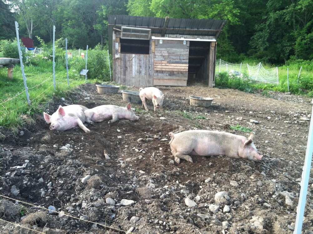 pigs in dirt