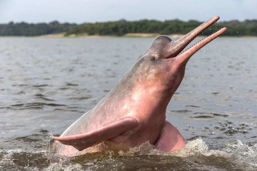 The Amazonian dolphin