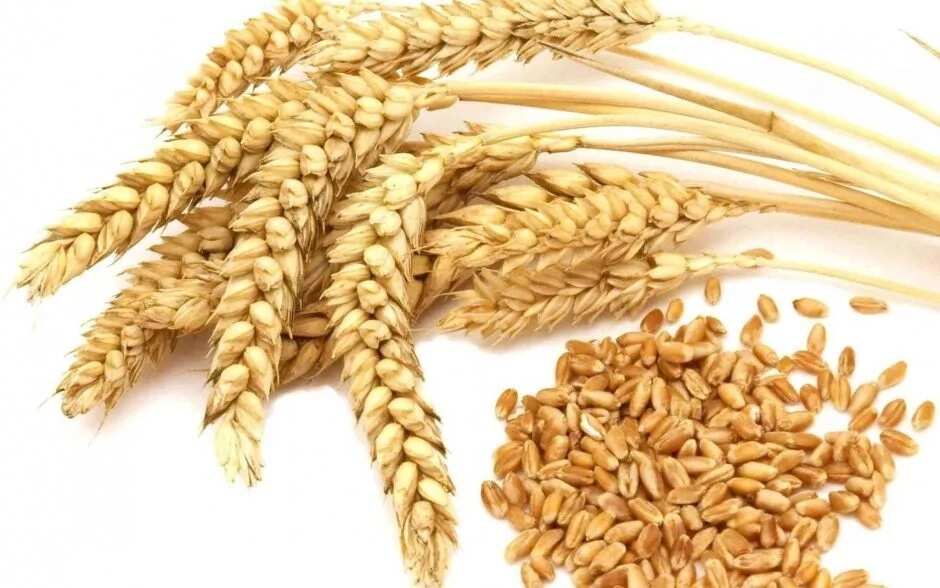Wheat grain close-up Wheat grain close-up