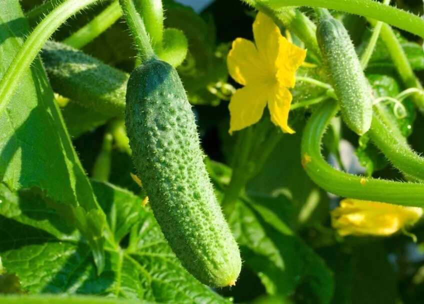 cucumber health benefits
