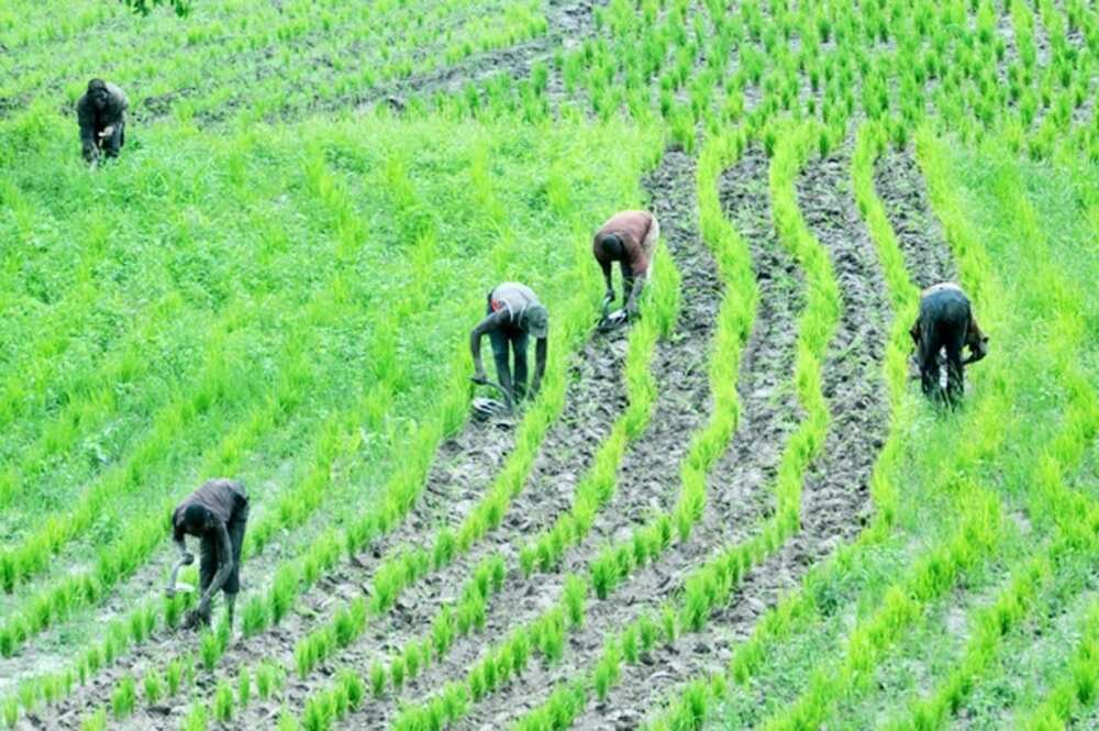 Agriculture in Nigeria