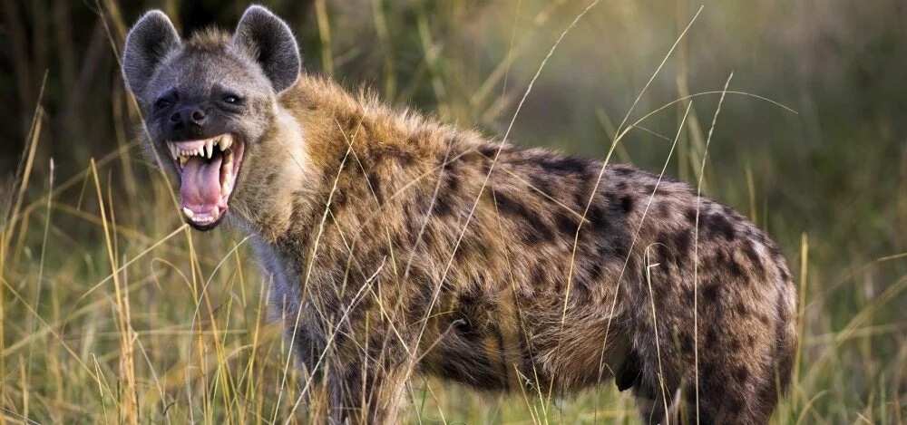About Hyena