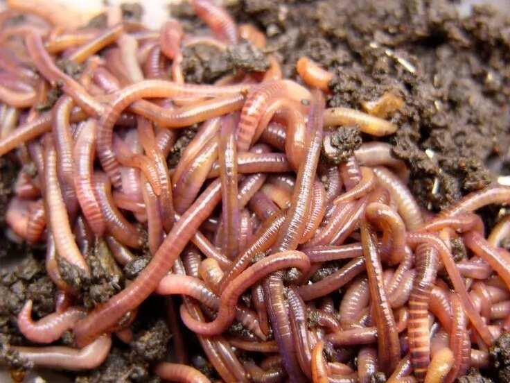 Earthworm - Wikipedia