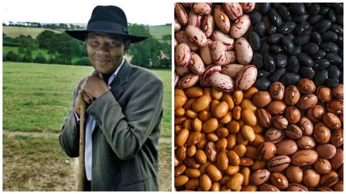 Beans farming in Nigeria: 5 steps to your rich life Legit.ng