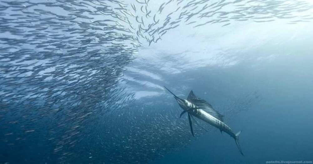 Amazing Fish Form Giant Ball to Scare Predators