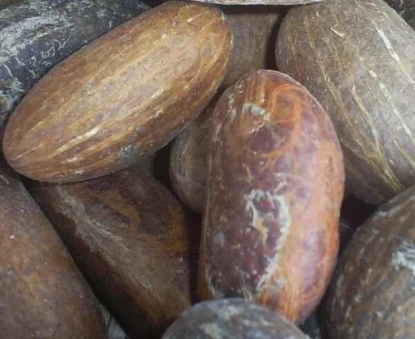 spiritual-benefits-of-bitter-kola-legit-ng