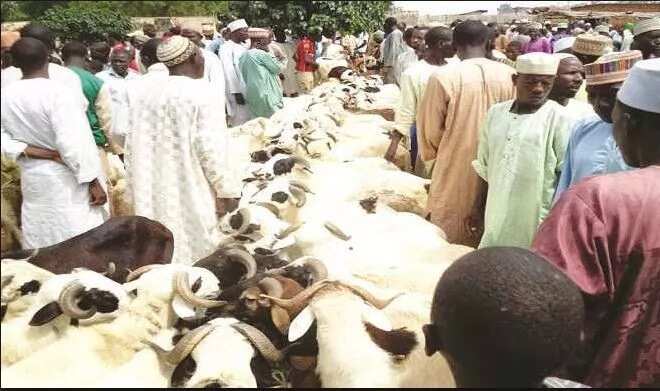 5 cheapest cattle markets in Nigeria