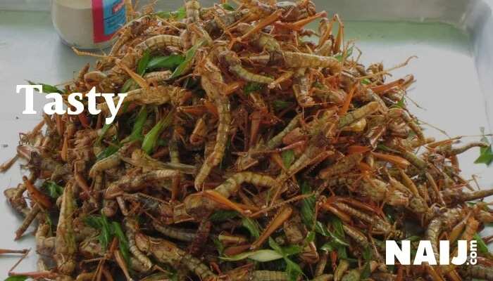 5 delicious insects Nigerians eat as delicacy (photos)