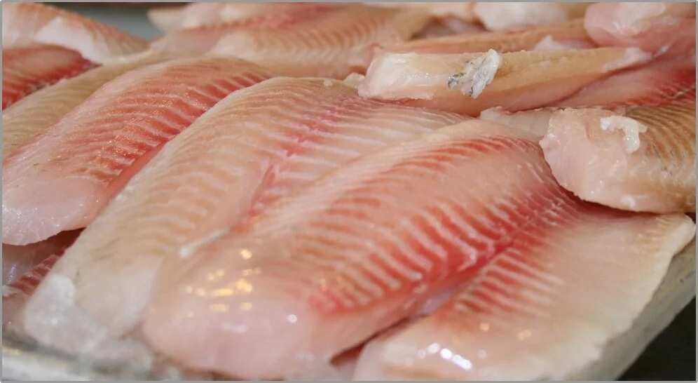 Commercial Tilapia Fish Farming Commercial Tilapia Fish Farming