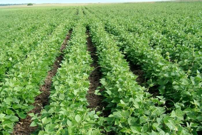 top-agricultural-companies-in-nigeria-legit-ng